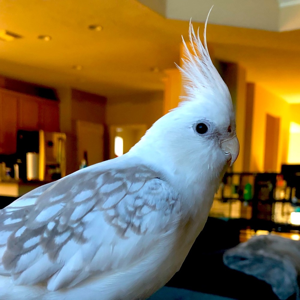 Meet your Posher, Shelby